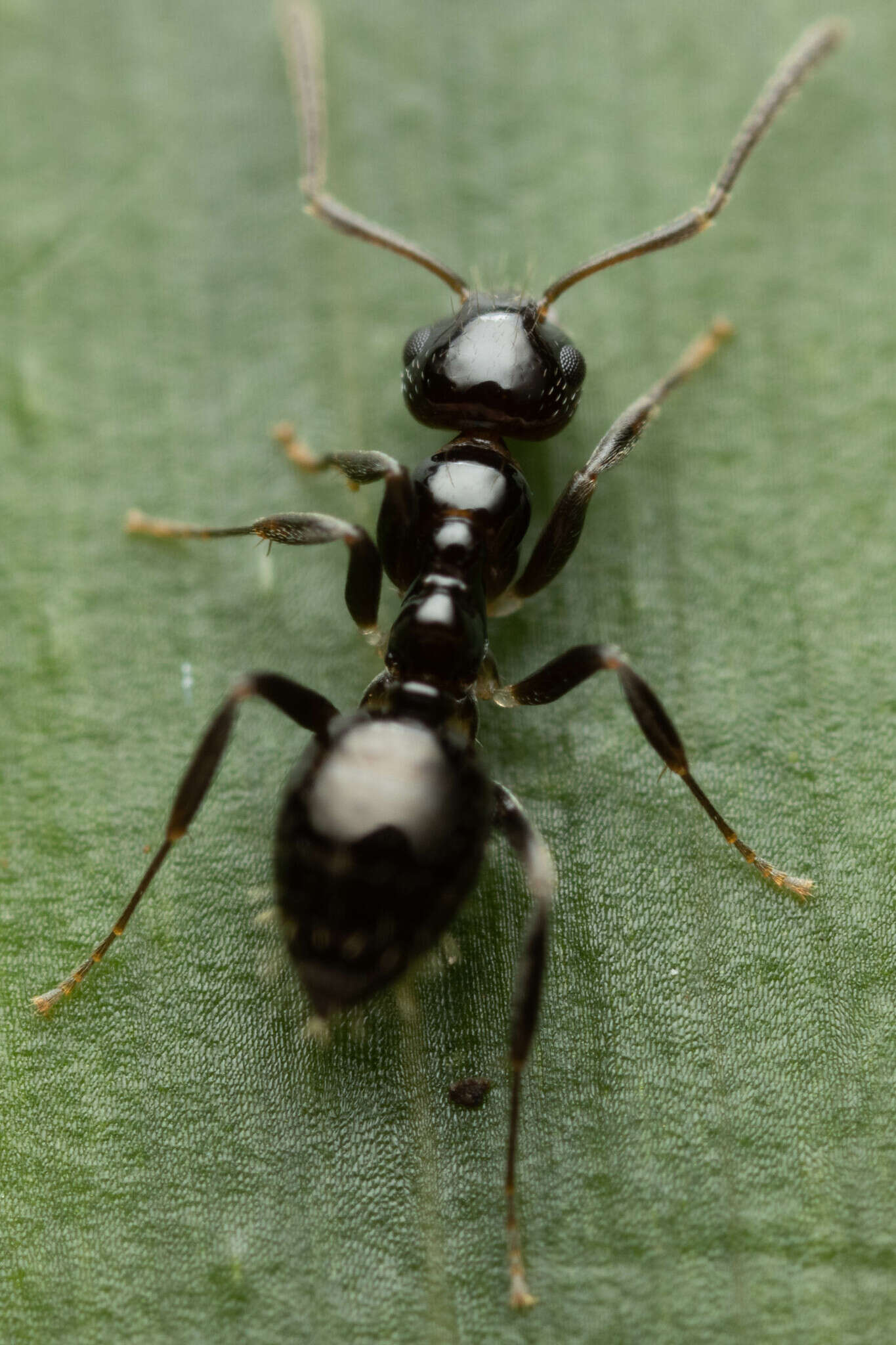 Image of Prolasius convexus McAreavey 1947