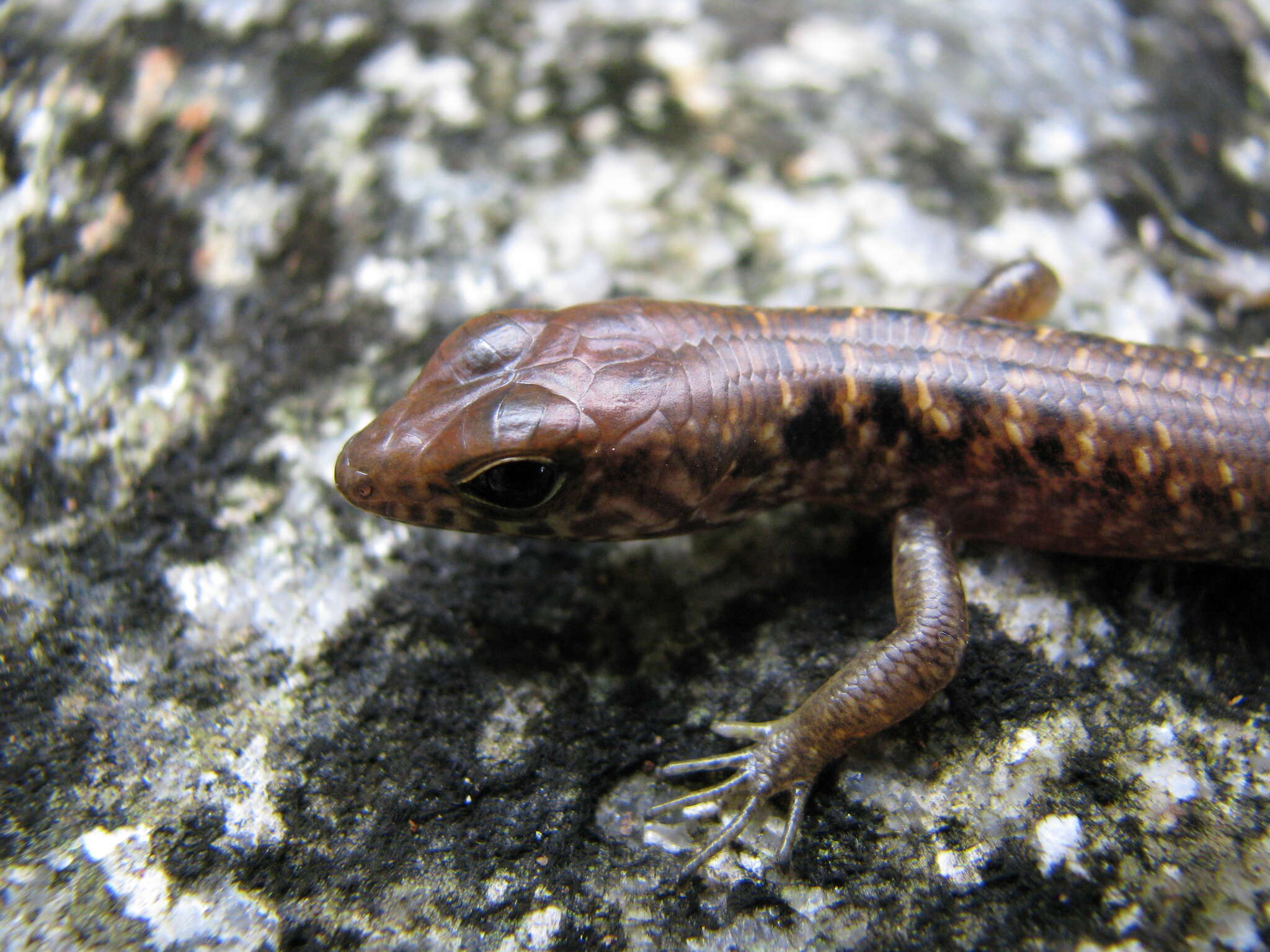 صورة Sphenomorphus praesignis (Boulenger 1900)