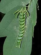 Image of Polyura hebe plautus Fruhstorfer 1898