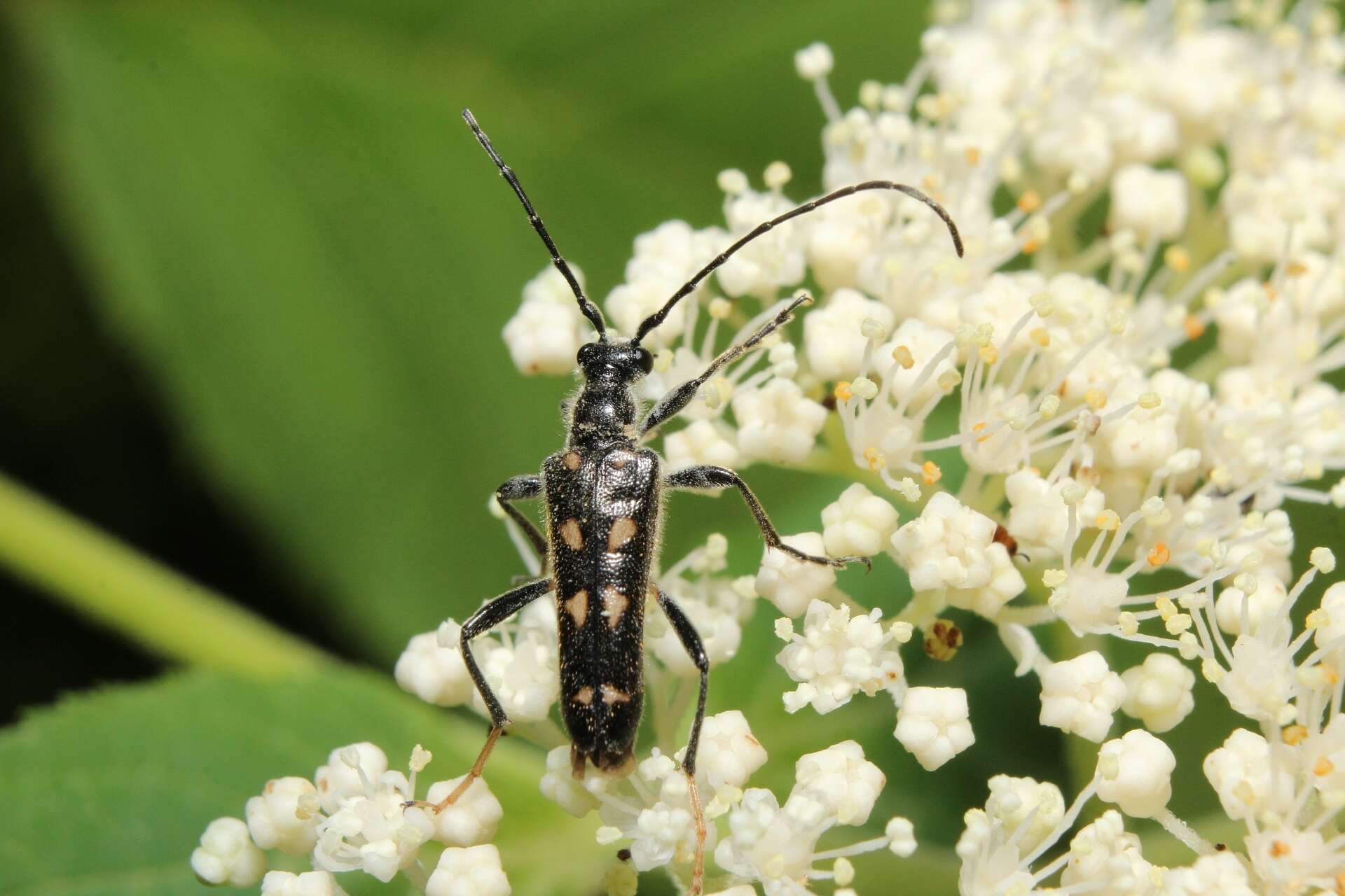 Xestoleptura octonotata (Say 1824) resmi