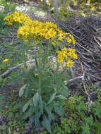 Tephroseris longifolia subsp. brachychaeta Greuter resmi