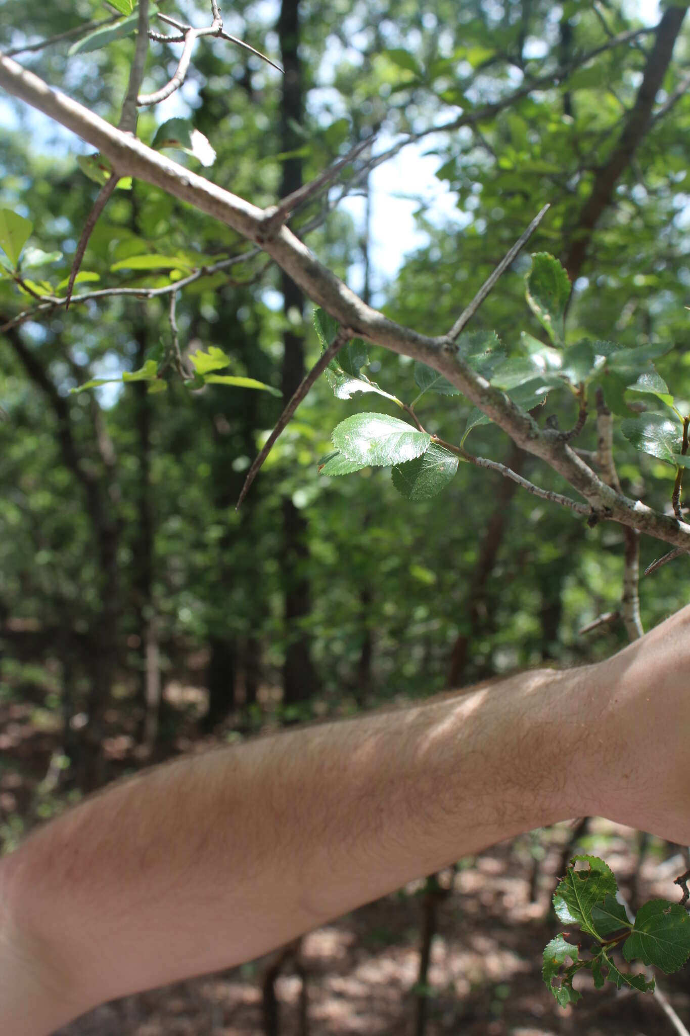 Слика од Crataegus reverchonii Sarg.