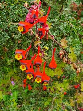 Image of Tropaeolum tricolor Sw.