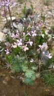 Stylidium brunonianum subsp. brunonianum resmi