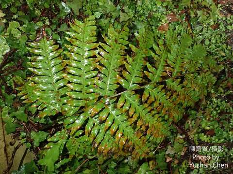 Plancia ëd Pteris terminalis var. fauriei (Christ) Ebihara & Nakato