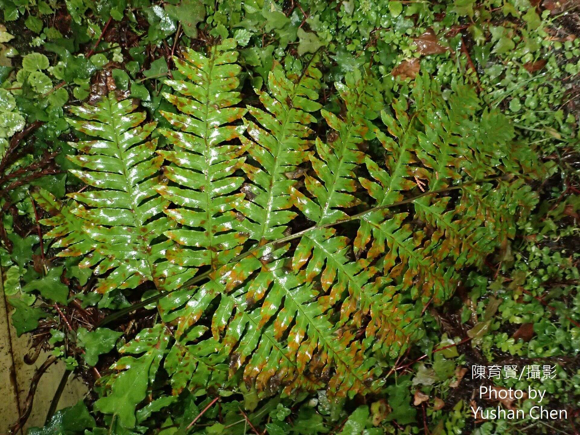 Imagem de Pteris terminalis var. fauriei (Christ) Ebihara & Nakato