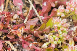 Imagem de Polycarpon tetraphyllum subsp. tetraphyllum