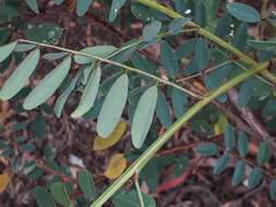 Image de Indigofera australis Willd.