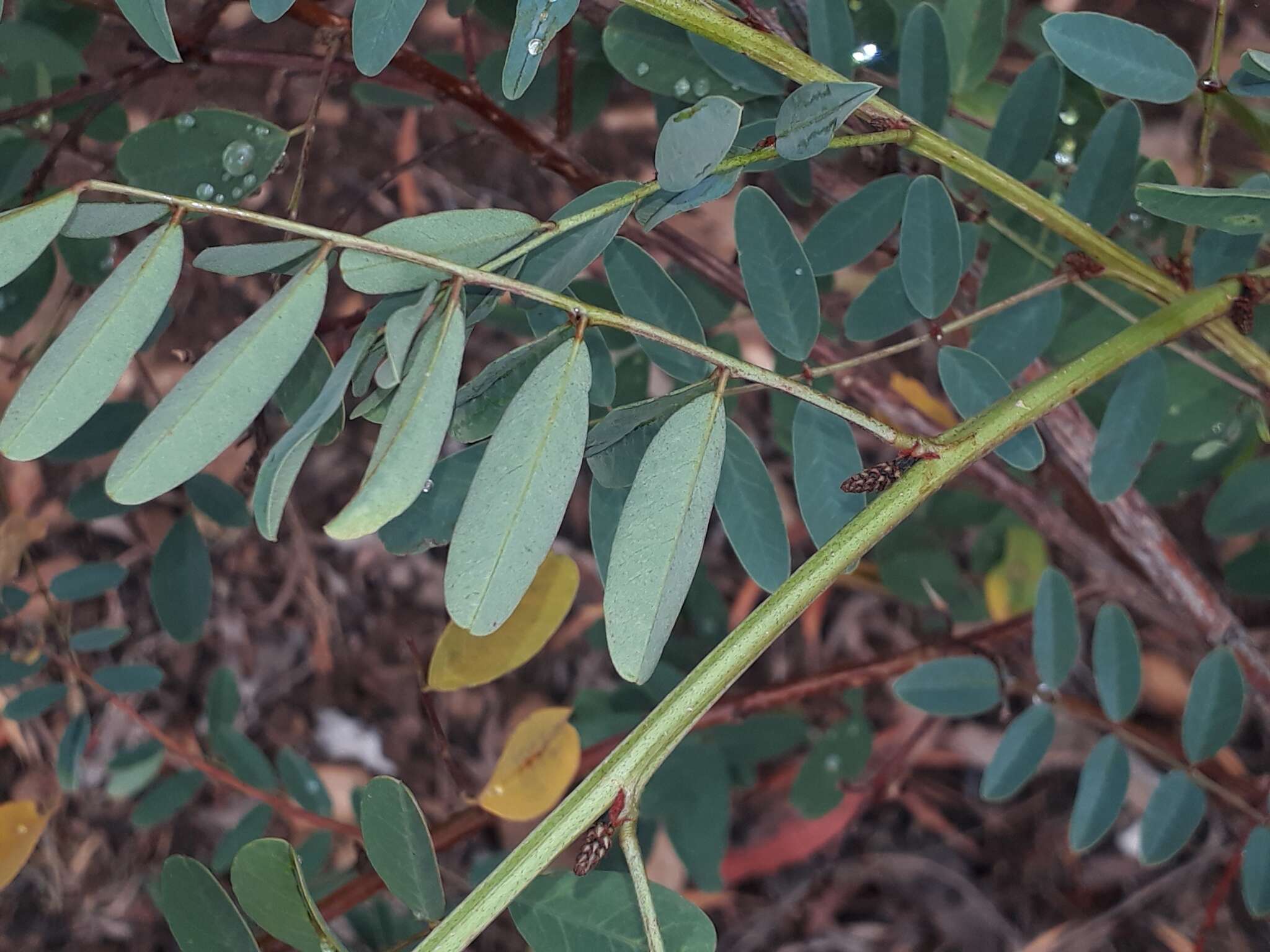 Image de Indigofera australis Willd.