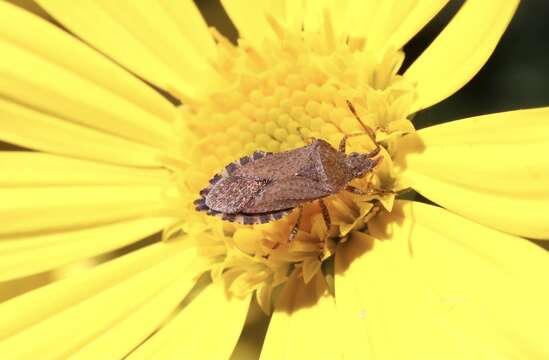 Image of Althos distinctus (Signoret 1863)