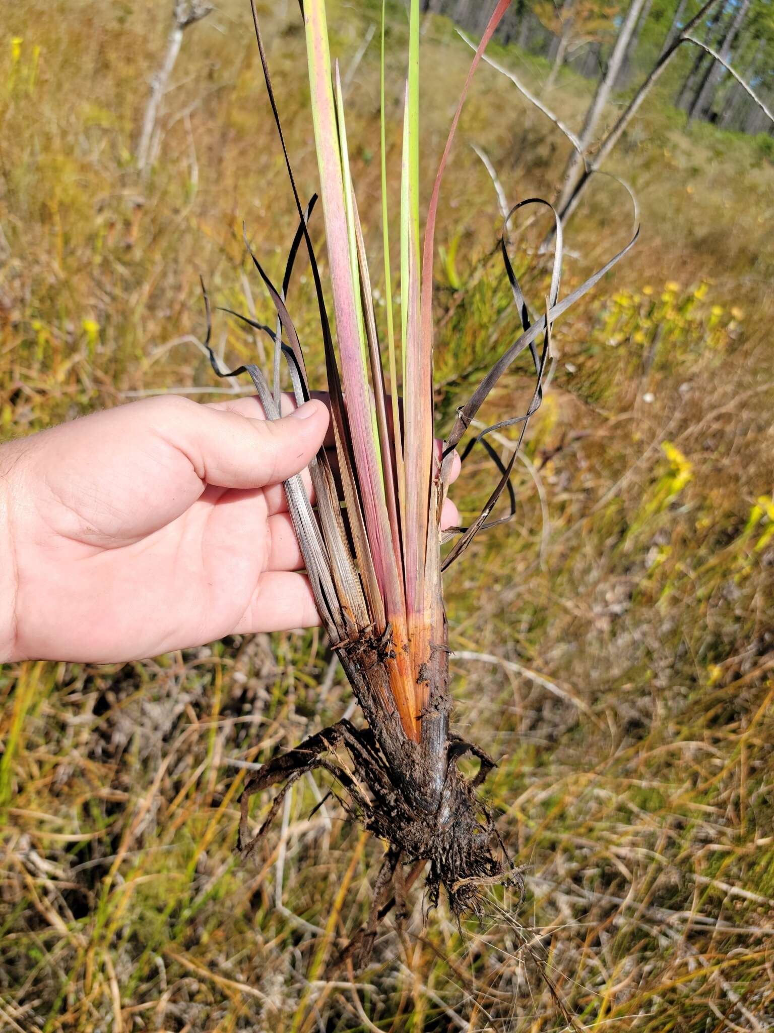 Image of Pineland Yellow-Eyed-Grass