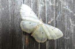 Image of Idaea politaria Hübner 1799