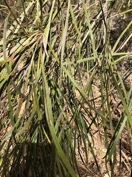 Image of Grevillea parallela Knight