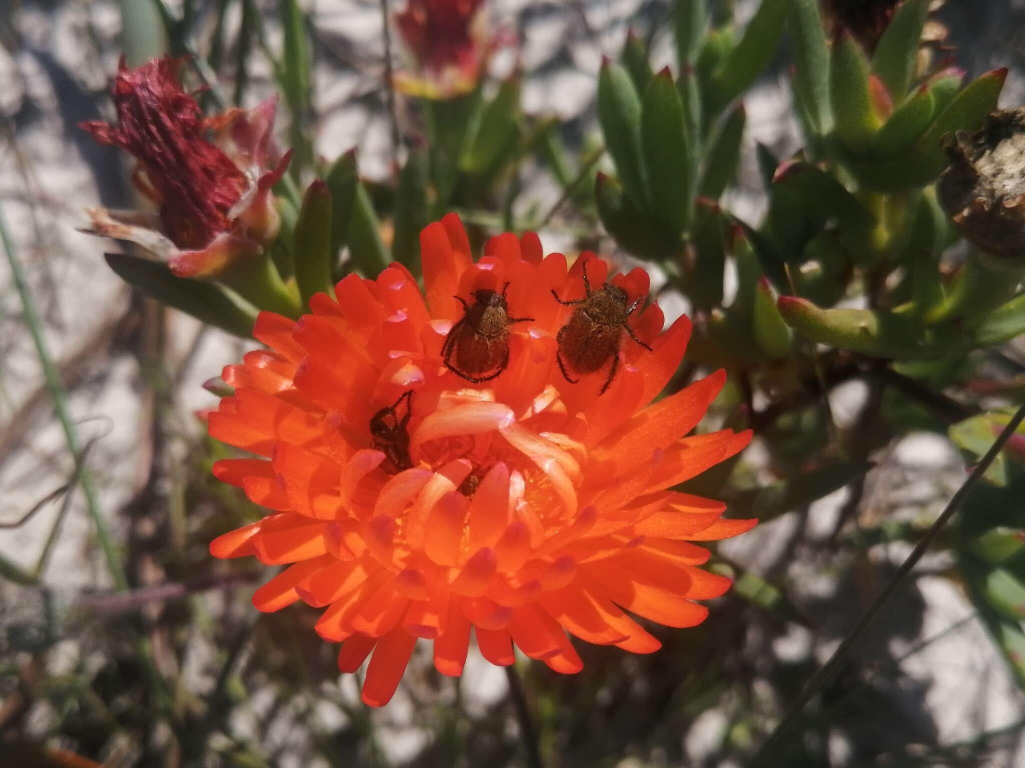 Image of Lampranthus glaucoides (Haw.) N. E. Br.