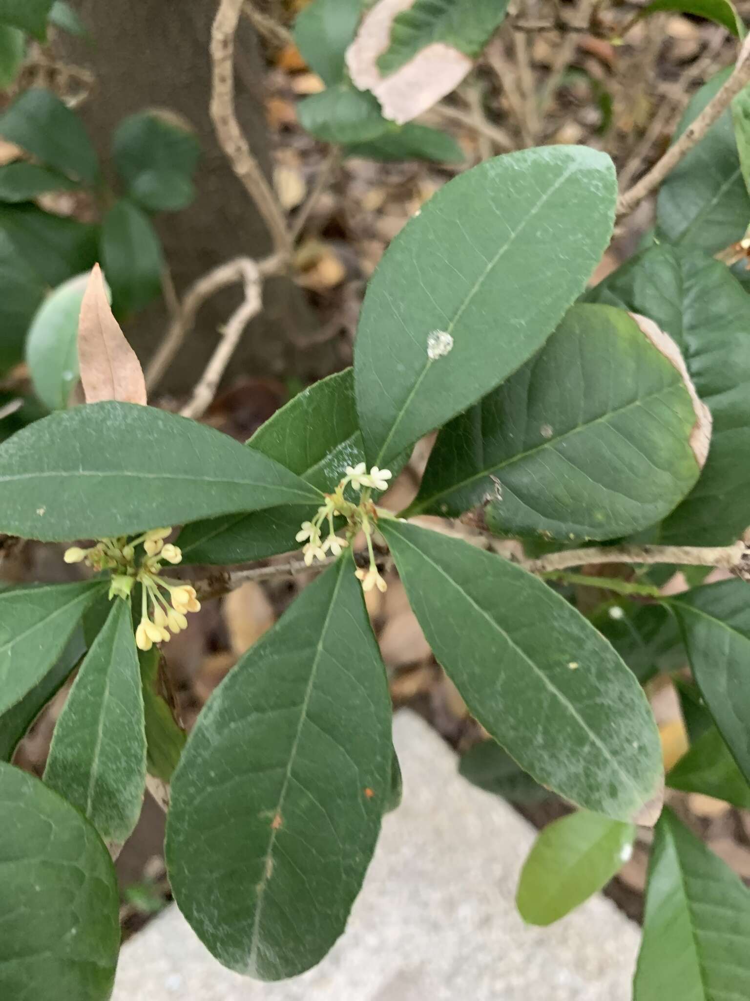 Imagem de Osmanthus fragrans Lour.