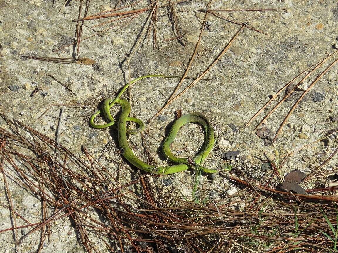 Imagem de Opheodrys aestivus carinatus Grobman 1984