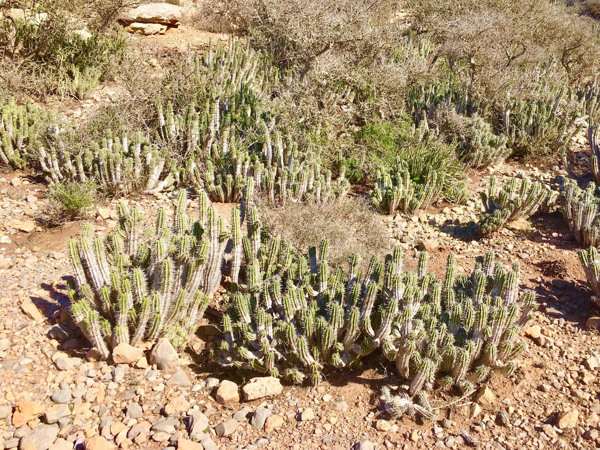 Euphorbia officinarum L. resmi