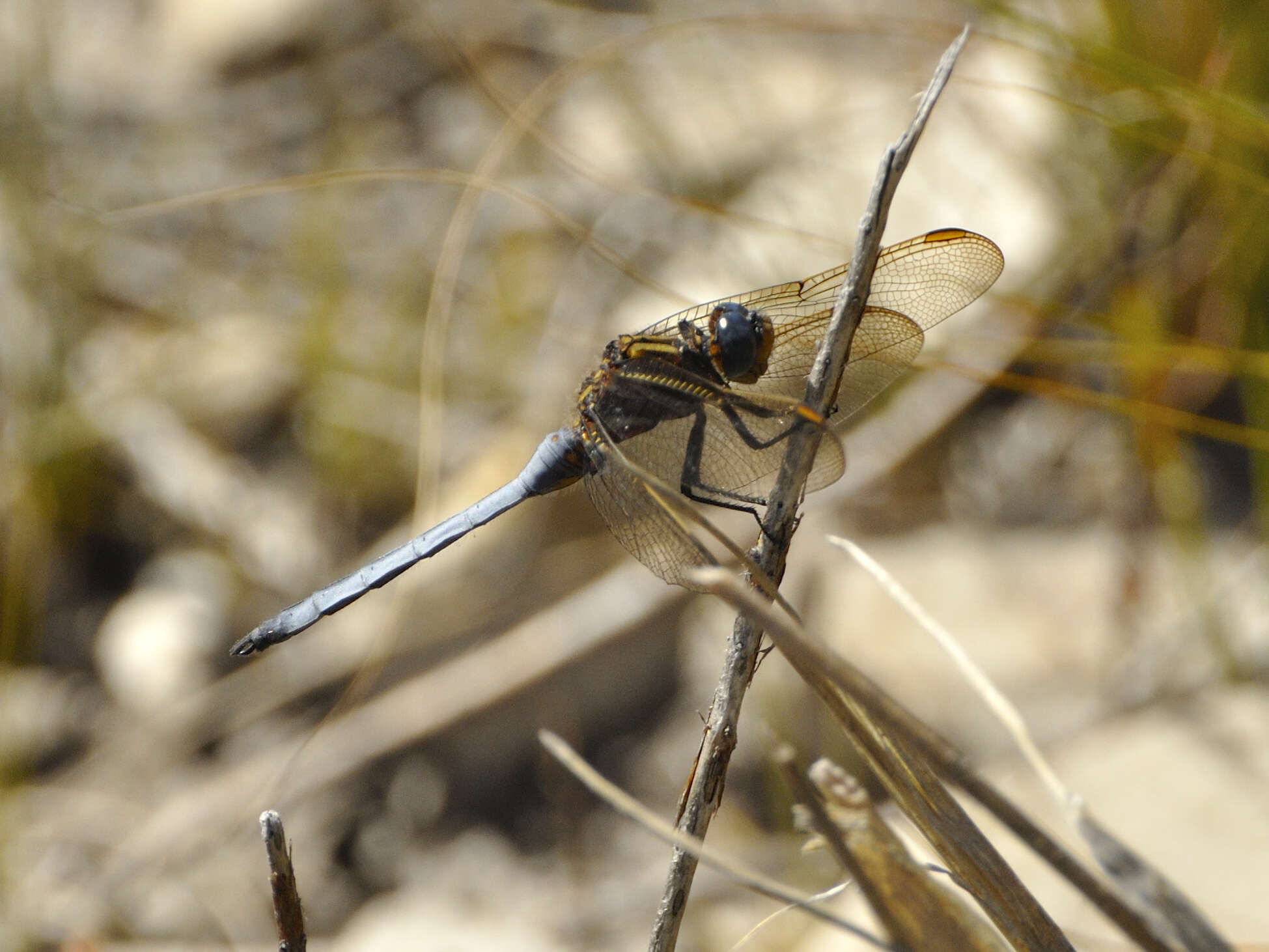 Image of Elusive Skimmer