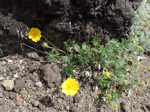 Image of Potentilla vulcanicola Juz.