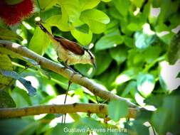 Imagem de Campylorhynchus chiapensis Salvin & Godman 1891