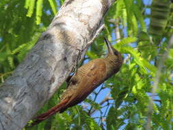 Image of Northern Barred Woodcreeper