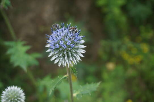 Image of Echinops pseudosetifer Kitag.