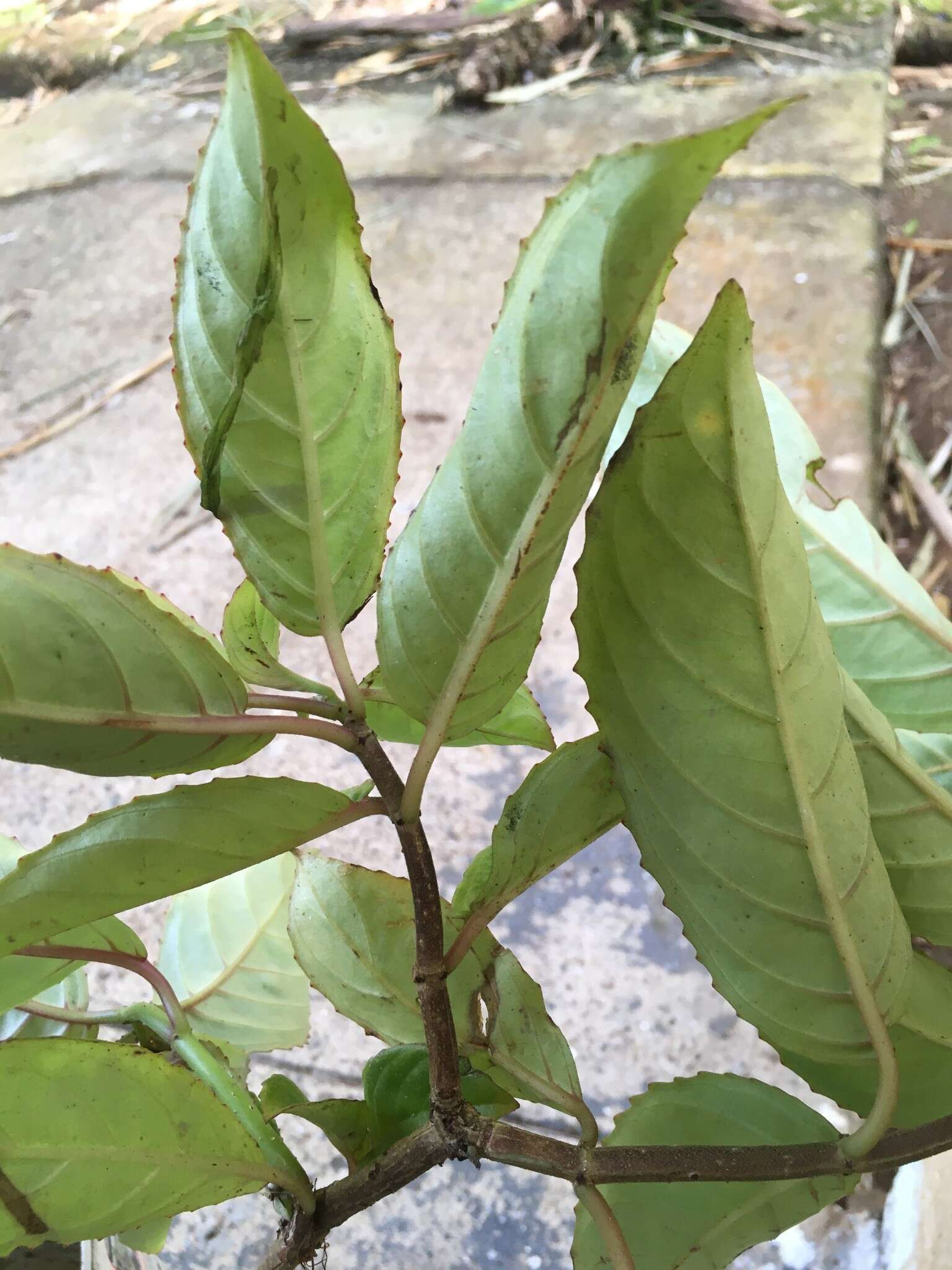 Image of Drymonia serrulata (Jacq.) Mart.