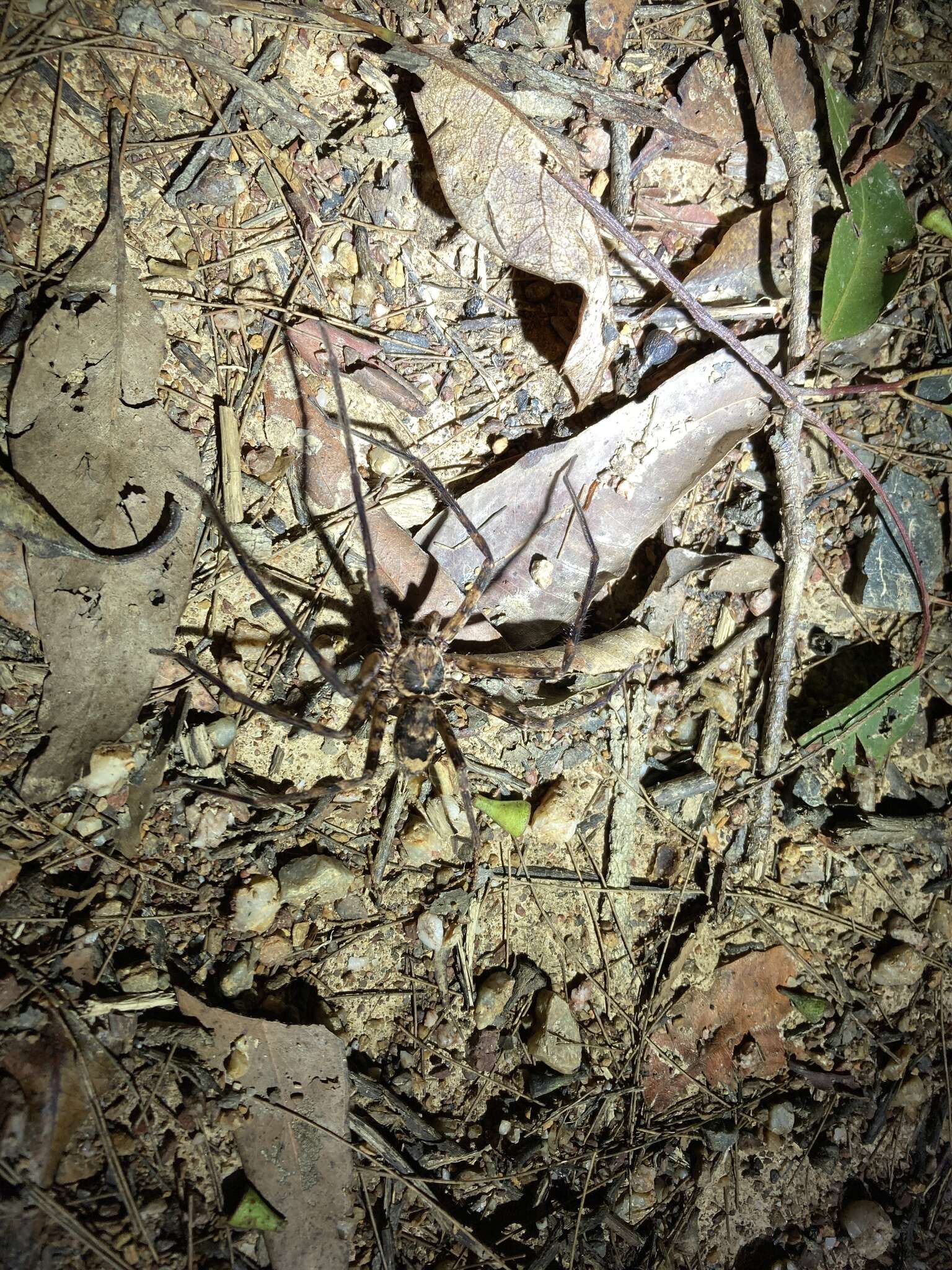 Image of Heteropoda binnaburra Davies 1994