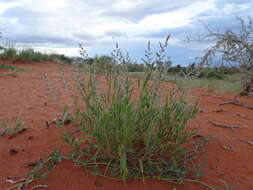 Image of Bushman grass