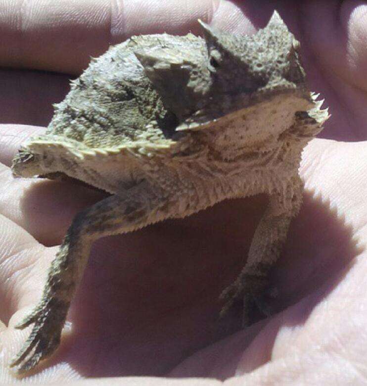 Image of Mexican Horned Lizard