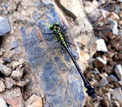 صورة Anisogomphus Selys 1858