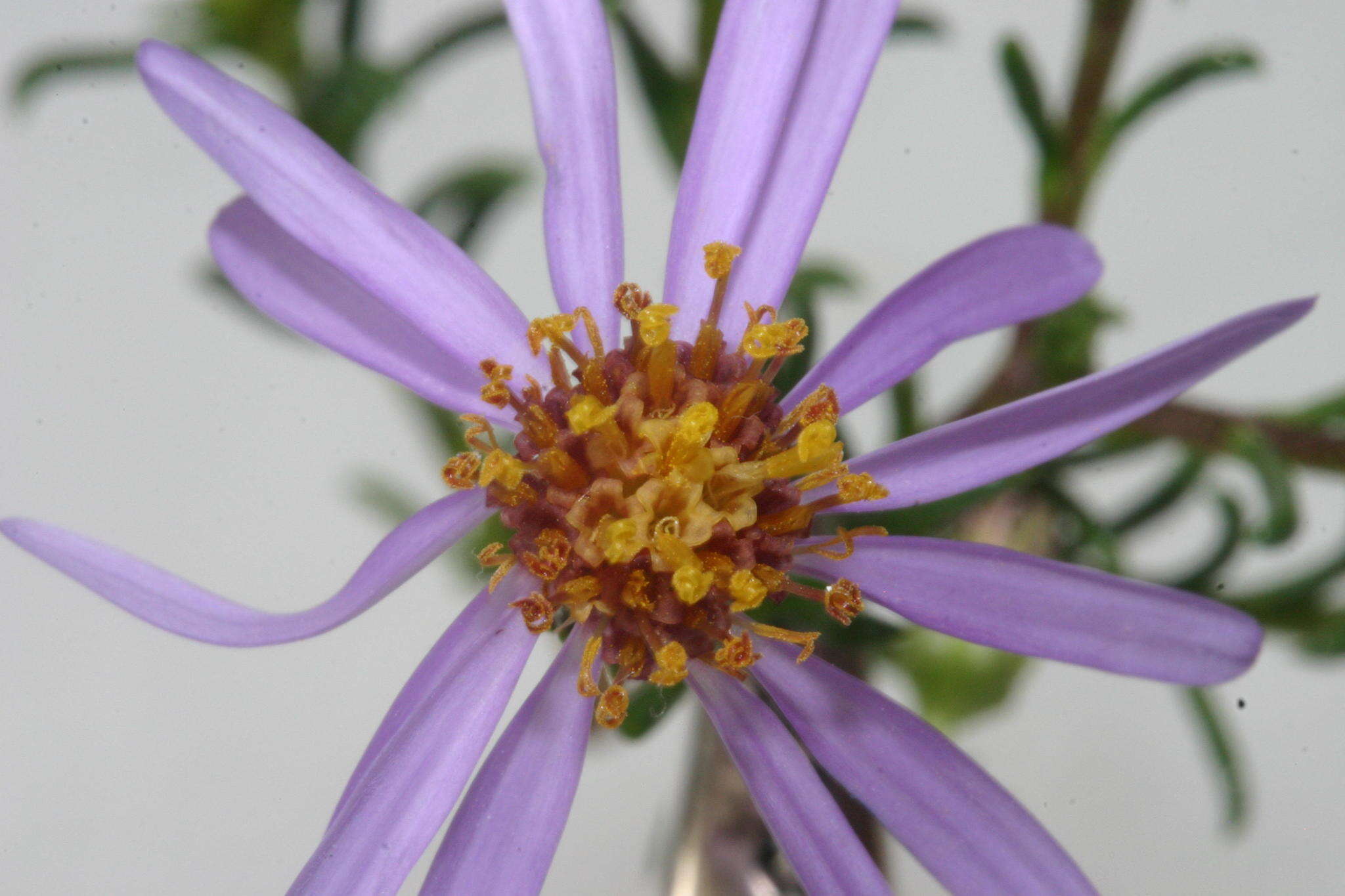 Image of Felicia filifolia subsp. bodkinii (Compton) Grau