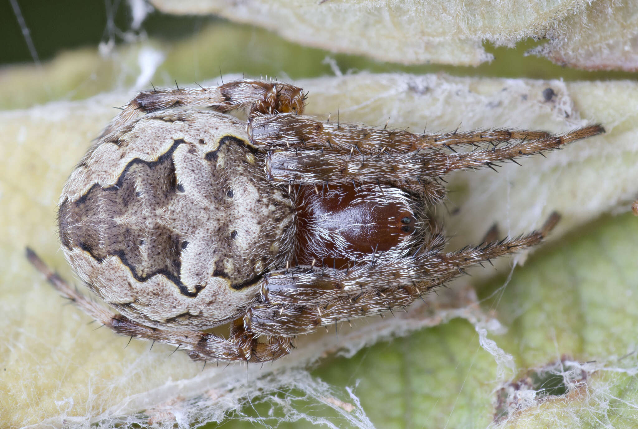 Image of Larinioides patagiatus (Clerck 1757)