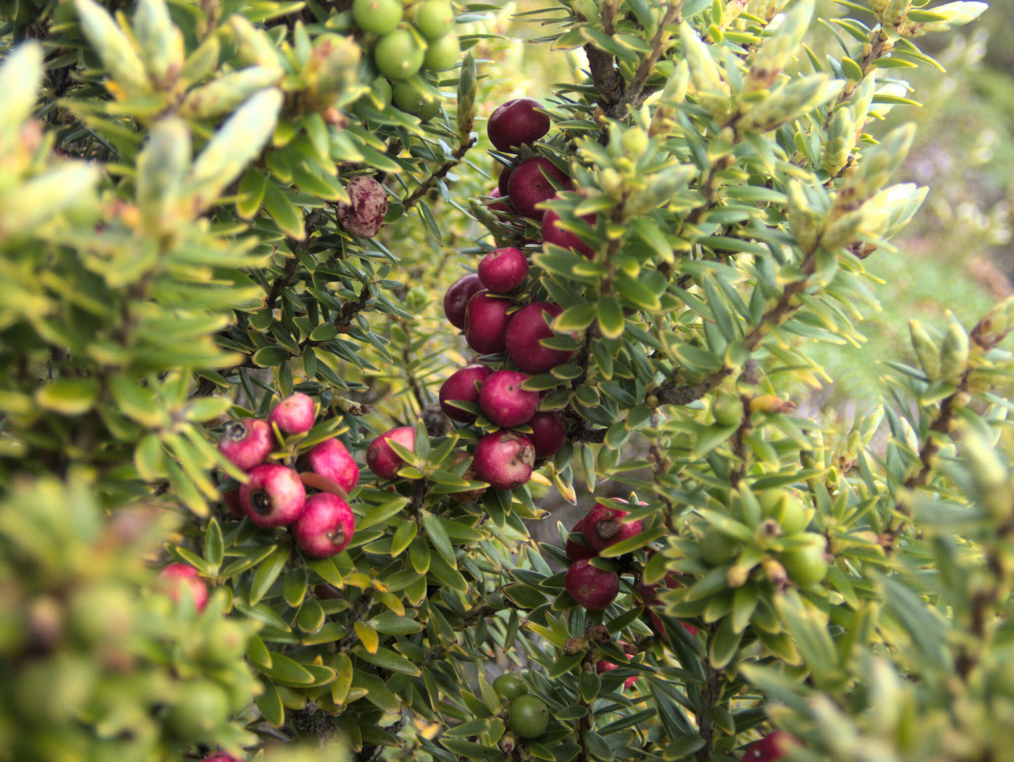 Image of Leptecophylla robusta (Hook. fil.) C. M. Weiller