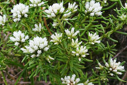 Image of Helichrysum asperum var. comosum (Sch. Bip.) Hilliard