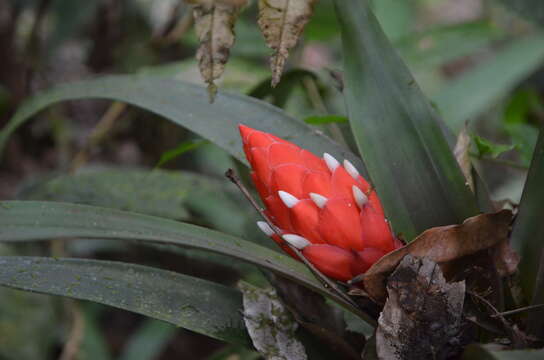 صورة Guzmania desautelsii Read & L. B. Sm.