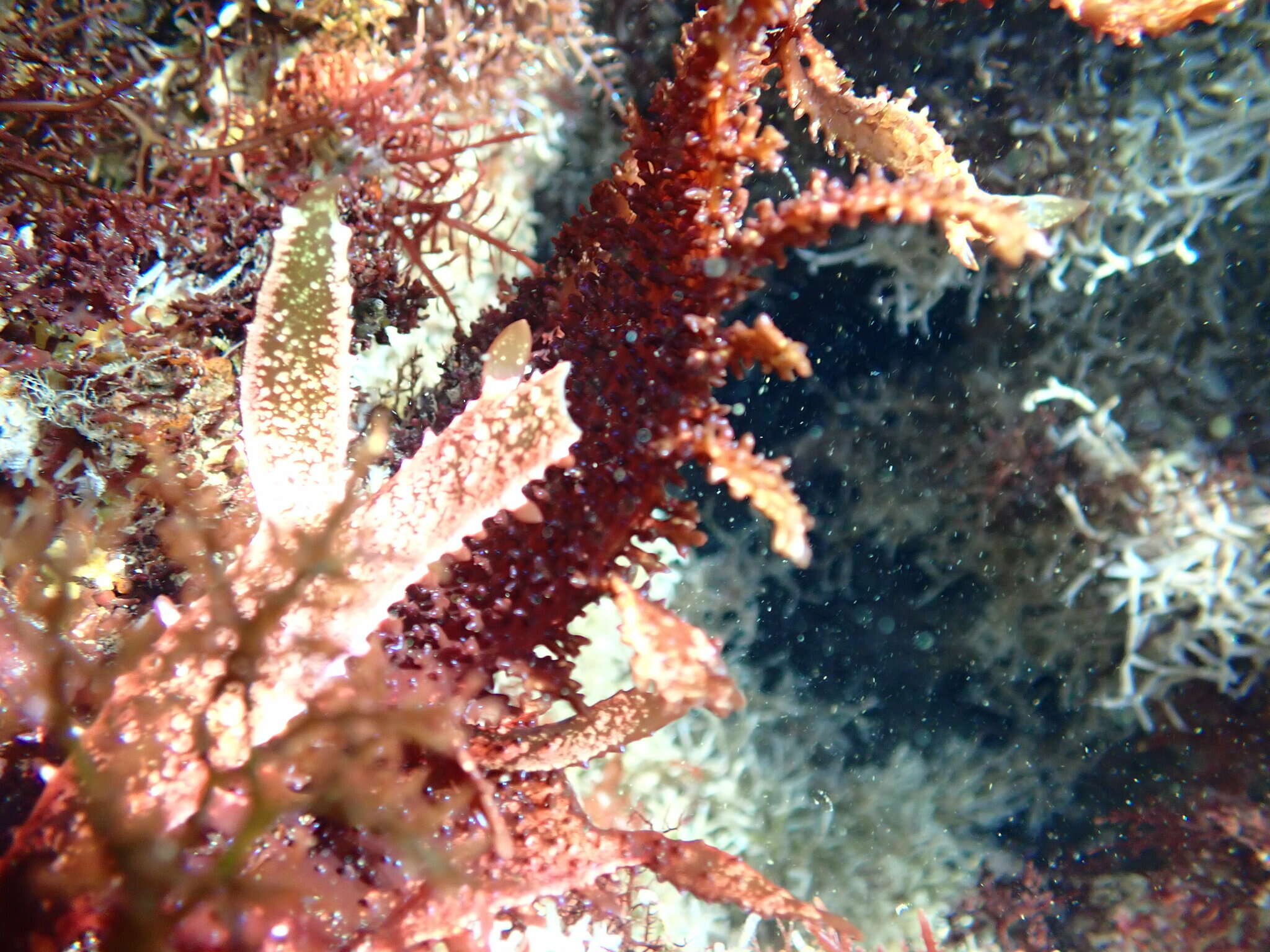 Chondracanthus spinosus resmi