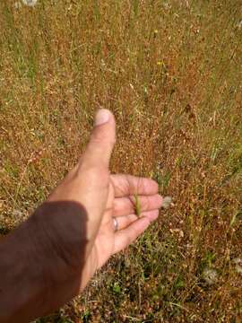 Image de Aegilops triuncialis L.