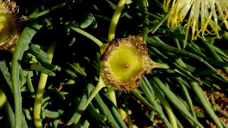 Image of Conicosia elongata (Haw.) Schwant.