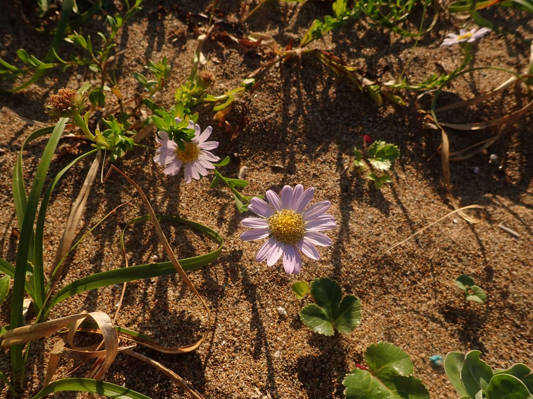 Imagem de Heteropappus arenarius Kitam.