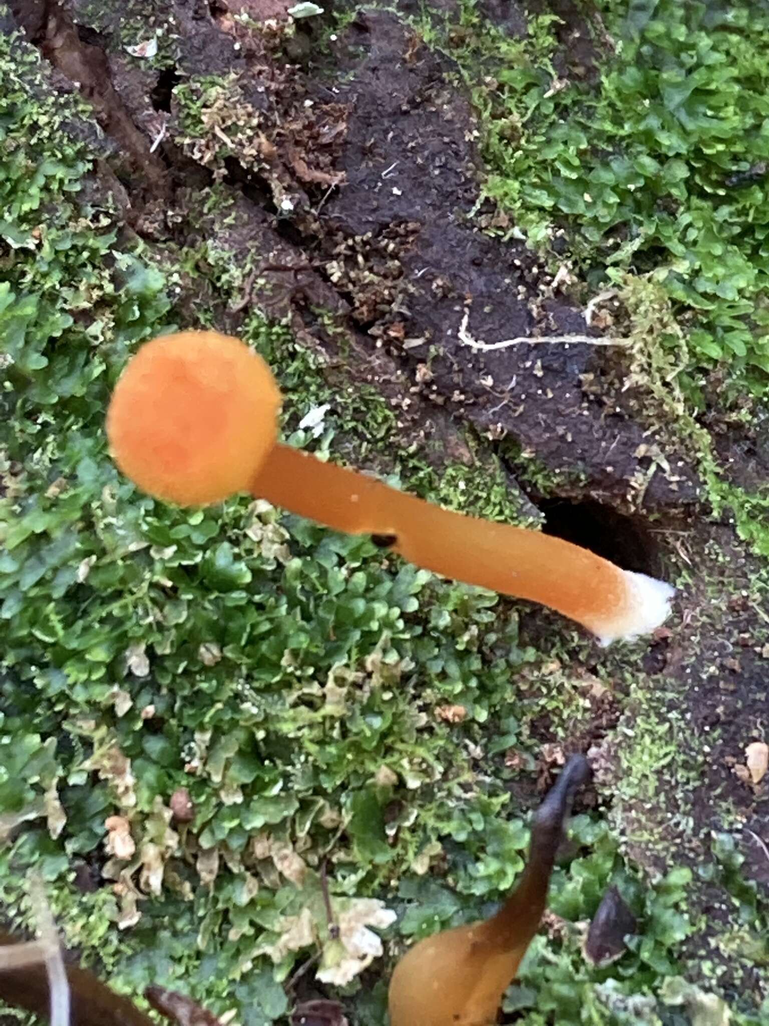 Plancia ëd Hygrocybe squamulosa (Ellis & Everh.) Arnolds 1995