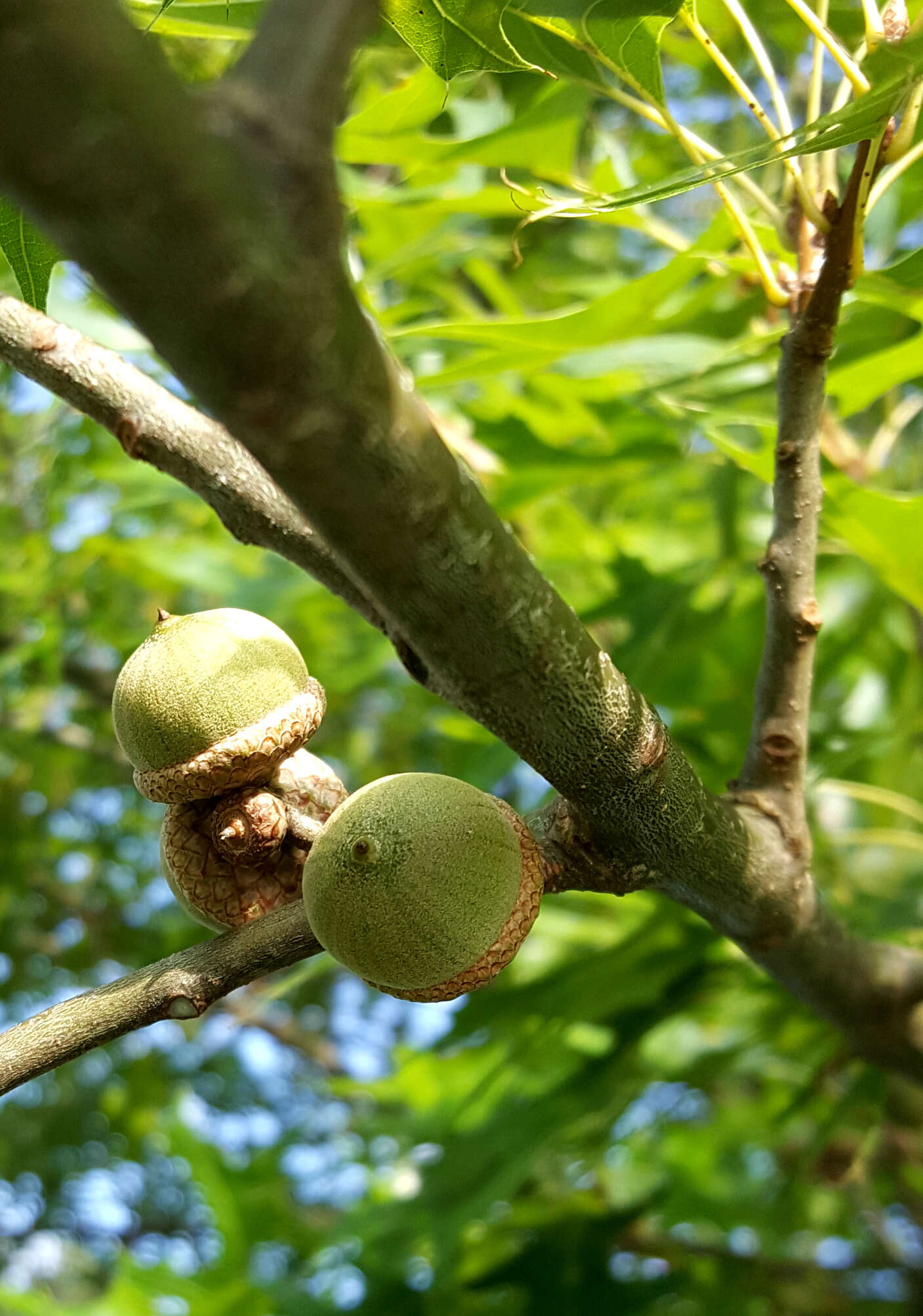 Image of Pin Oak