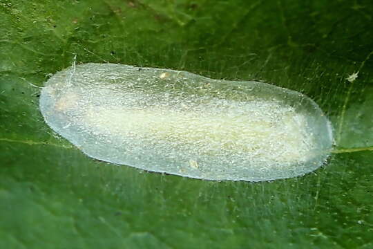 Image of Caloptilia elongella (Linnaeus 1761)