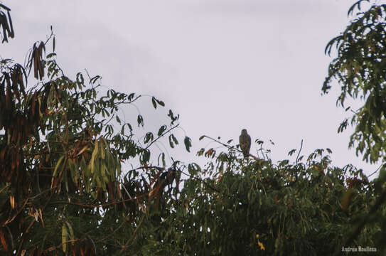 Image of Hispaniolan Hawk