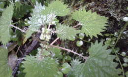 Image of Urtica sykesii Grosse-Veldm. & Weigend