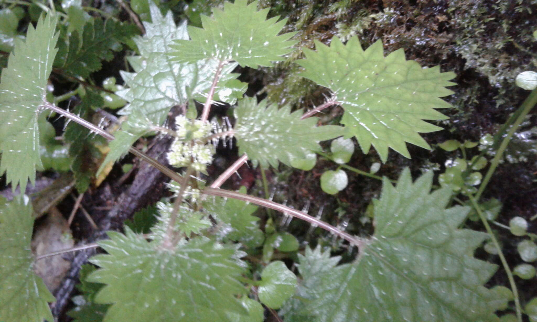 Image of Urtica sykesii Grosse-Veldm. & Weigend