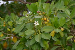 Image of Fagraea berteroana A. Gray ex Benth.