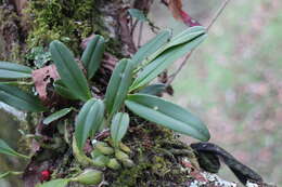 Bulbophyllum pectinatum Finet的圖片