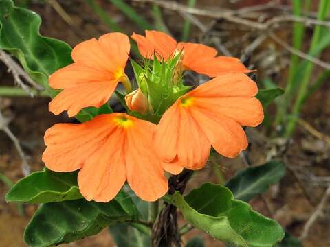 Imagem de Crossandra fruticulosa Lindau