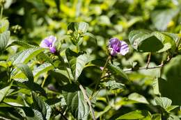 Image of Small Morning Glory